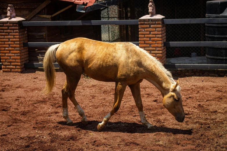 a horse is standing in its pen eating