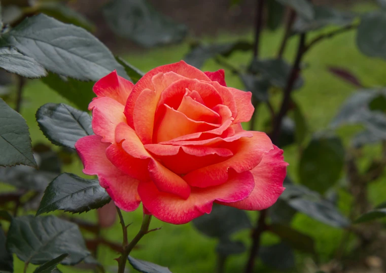 a single pink flower with red petals and green leaves