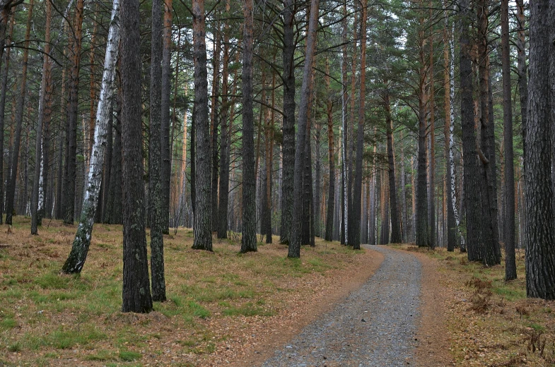 the tree - lined trail is a nice way to walk in the woods