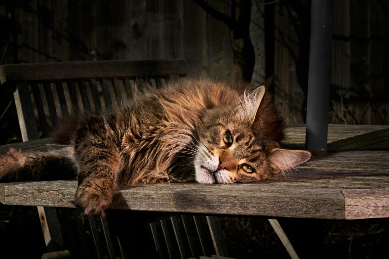 a big cat that is laying down on a bench