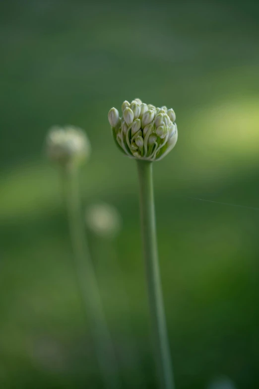 a flower blooming in a field of grass