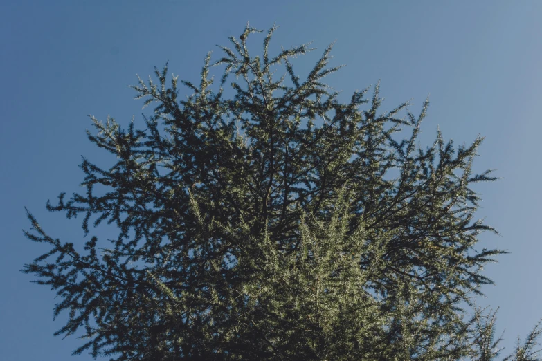 some plants that are growing in a tree