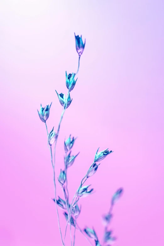 blue flowers blooming on a pink background in a closeup image