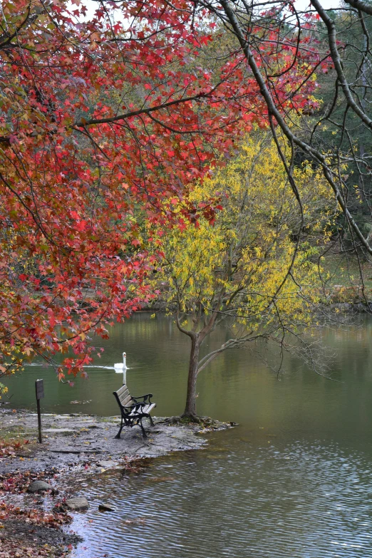 a park bench sits on the side of a pond