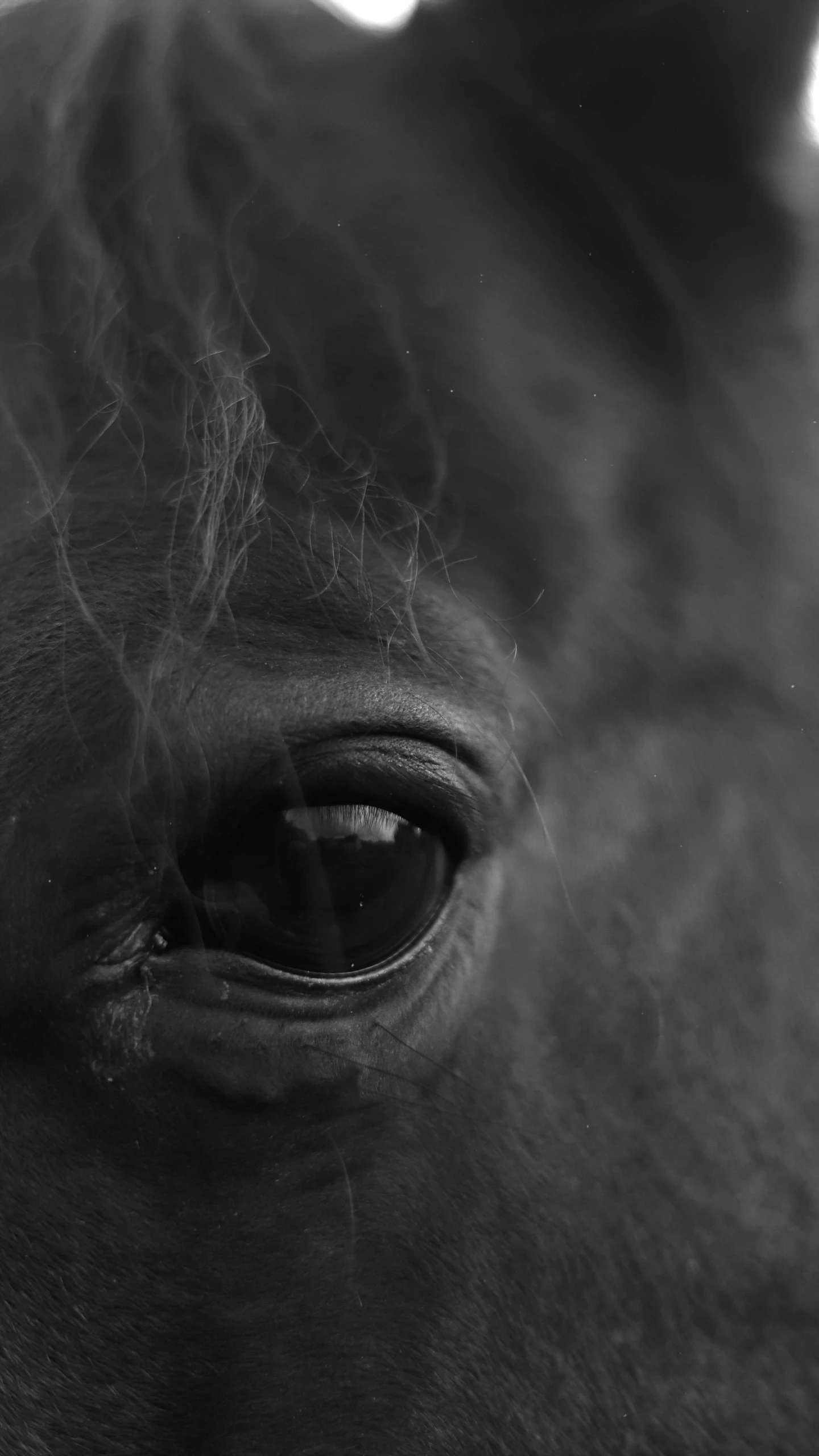 the eyes and muzzle of a horse staring straight ahead