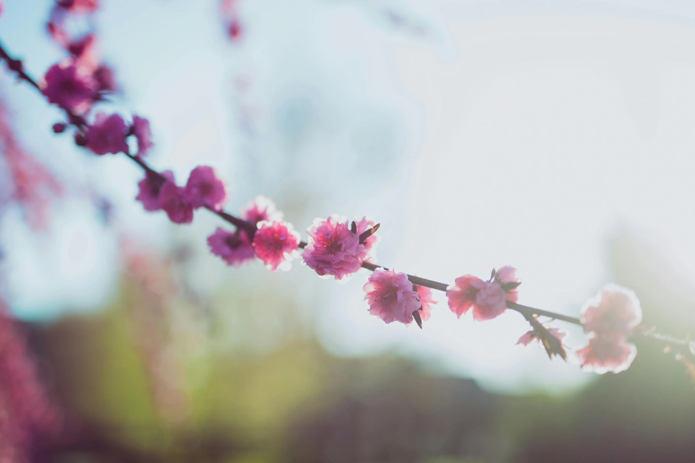 flowers blooming on a nch with sunlight in the background