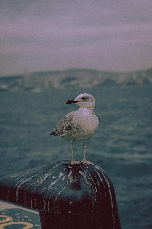 a seagull standing on a post overlooking the ocean