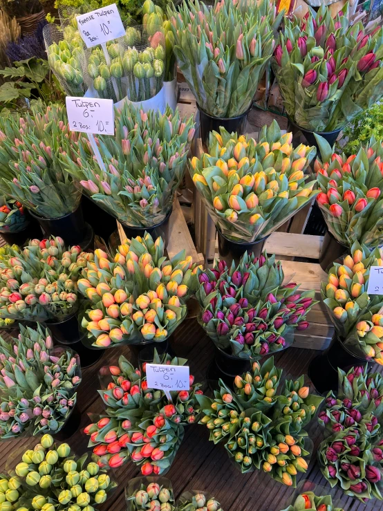 a bunch of different kinds of succulents that are on display