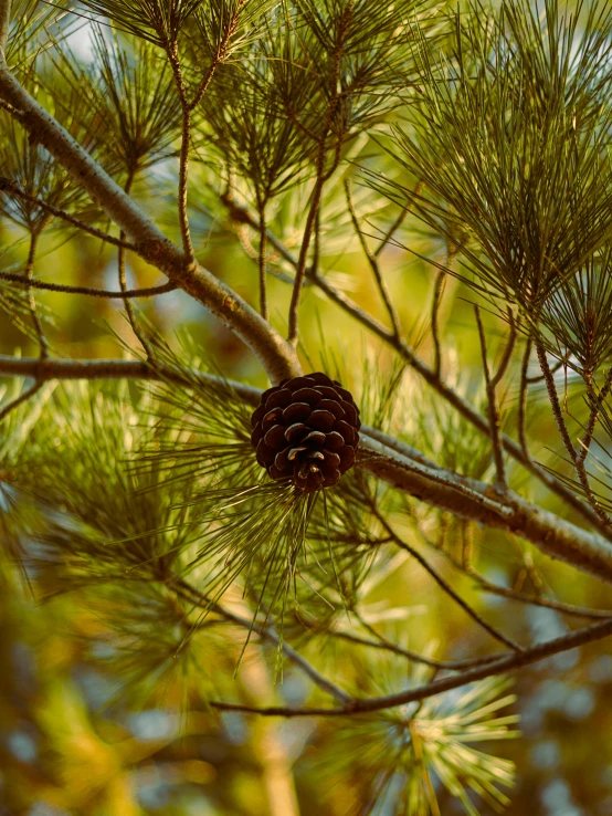 a pine cone on a tree nch in a forest