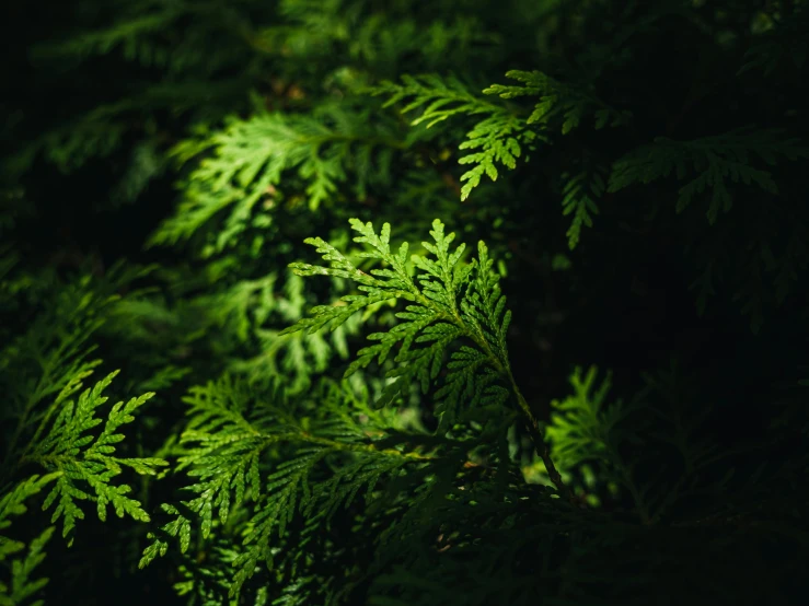 many large leaves are lit up in the dark