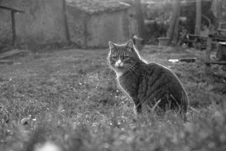 a cat that is sitting on the grass