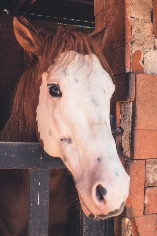 a horse's head peers over a stable gate