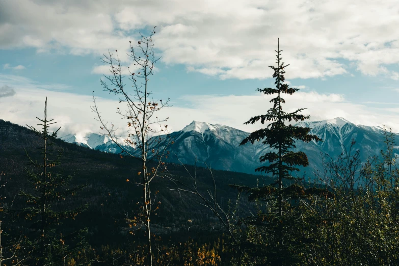 there is a small fir in the foreground