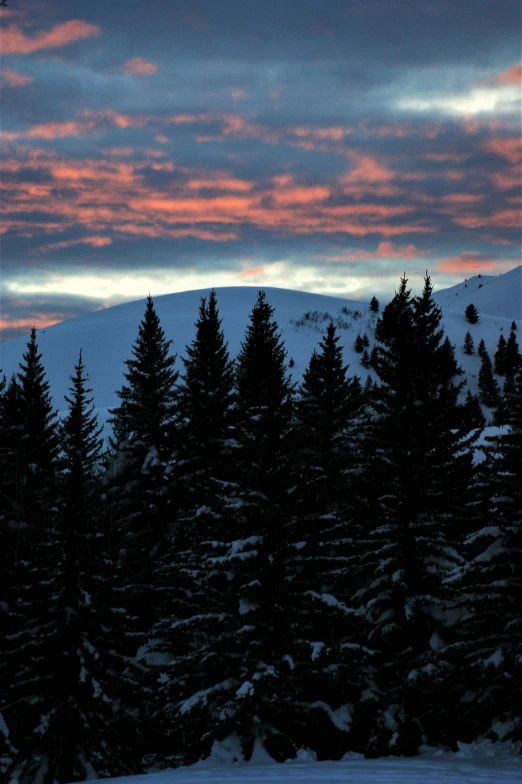 a snowy hill that has a few trees on it