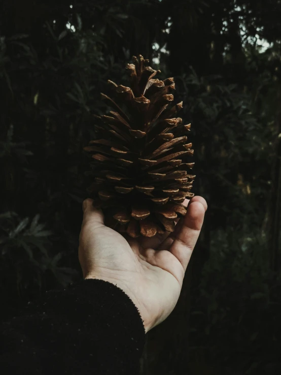 a hand is holding a pine cone near a forest