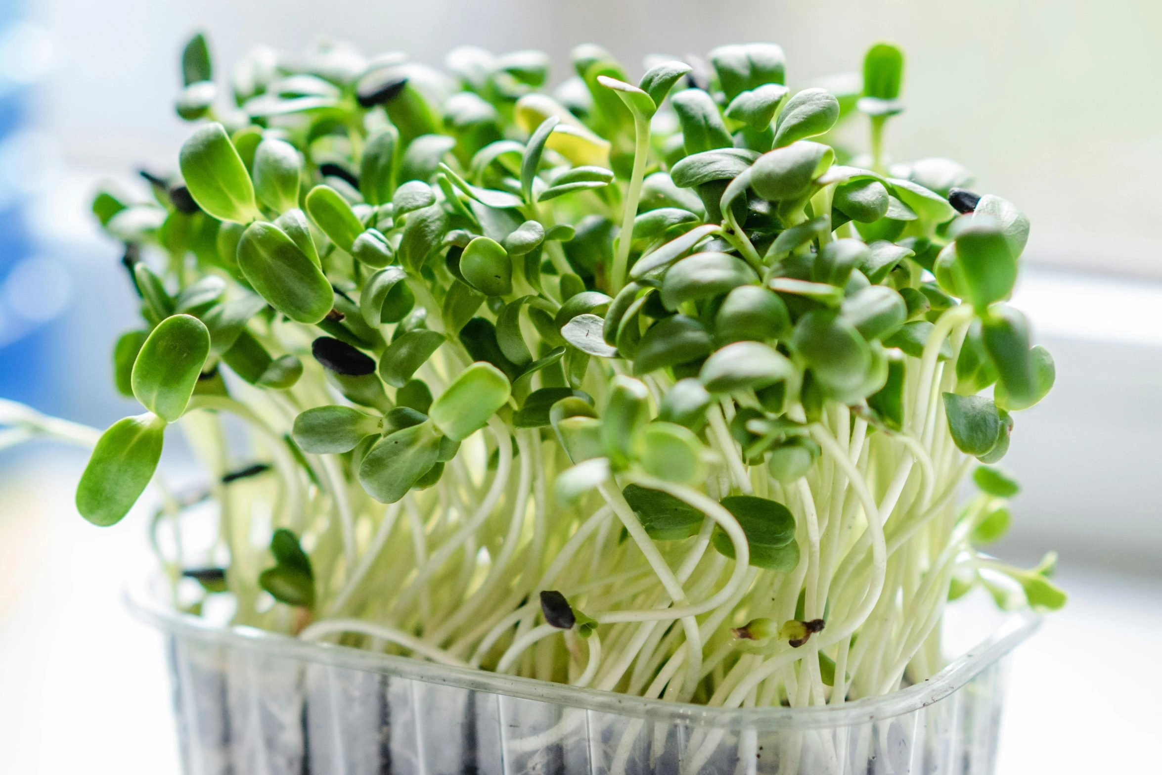 small sprouts growing from the bottom of a cup