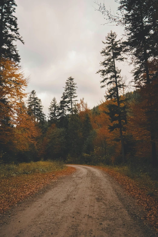 there is a dirt road near the trees