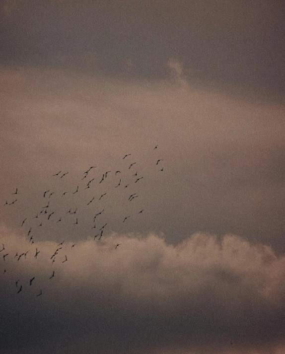 flock of birds flying across a cloudy sky