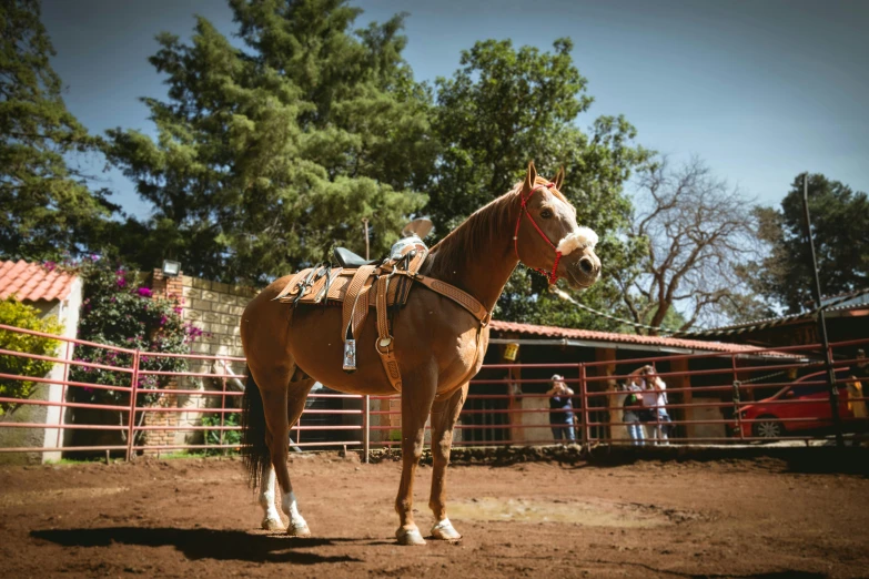 a small brown horse is being walked by people