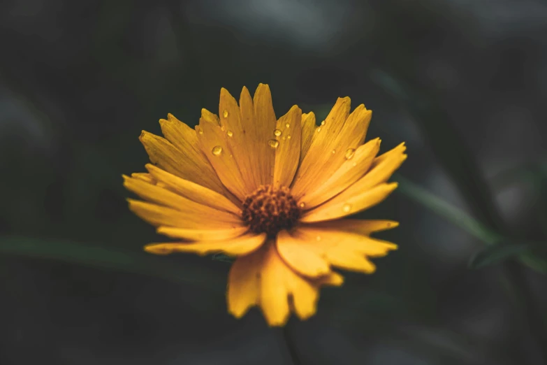 a bright yellow flower with a dark background