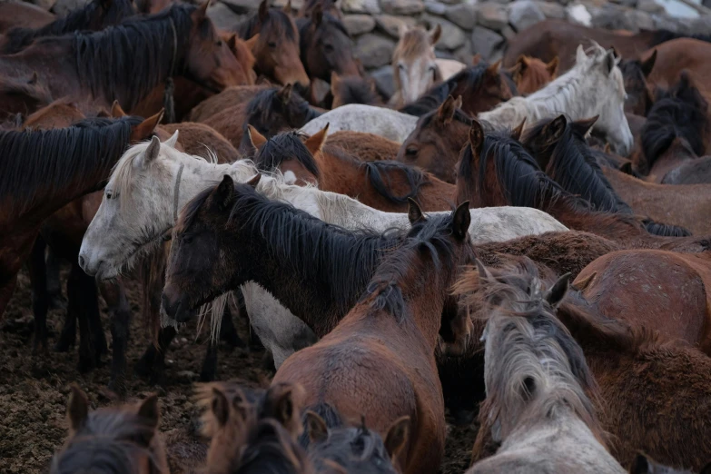 a large herd of horses walking together on a dirt road