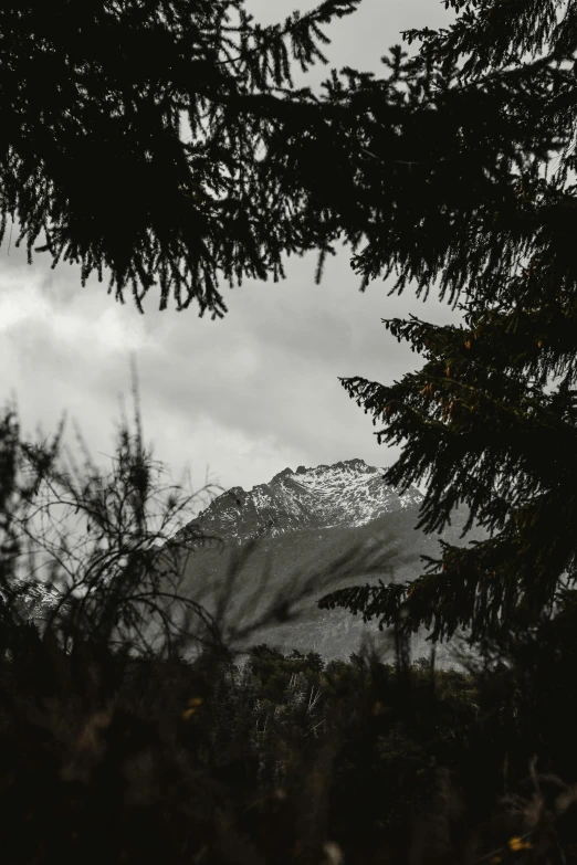 a small bird perched in a tree looking over the hills