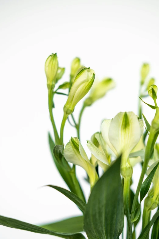 a white flower is in a vase