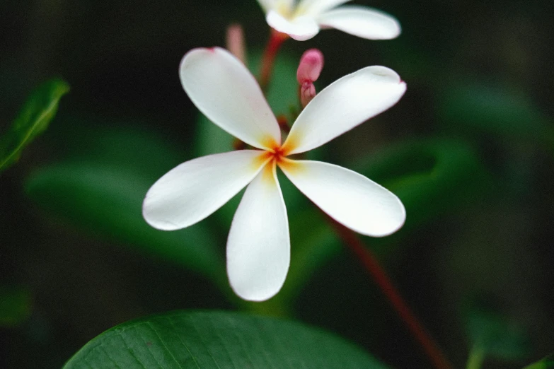 two white flowers with orange centers are blooming