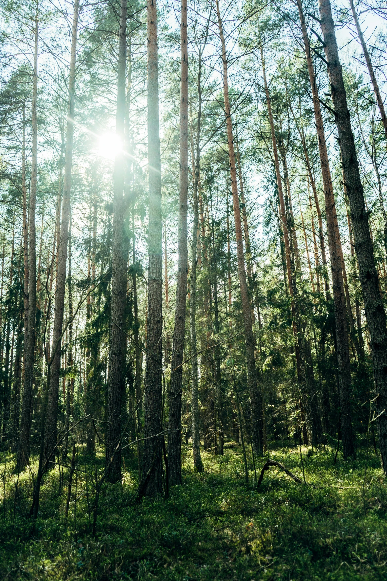 the sun shining in the middle of some trees