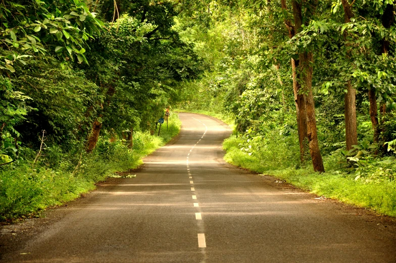 a road with many trees and greenery in the background