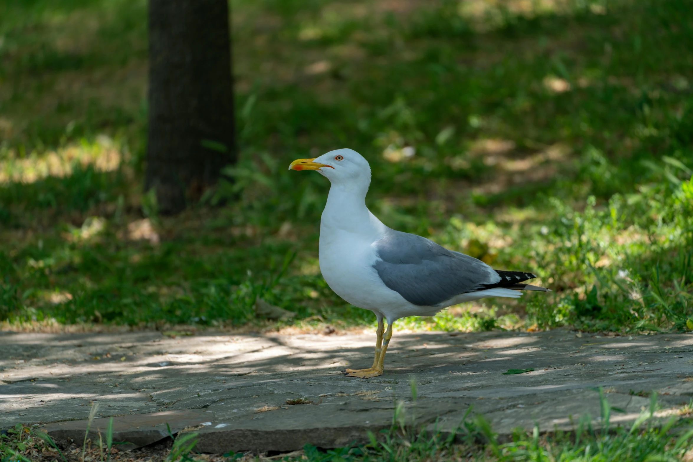 the bird is standing near the tree in the park