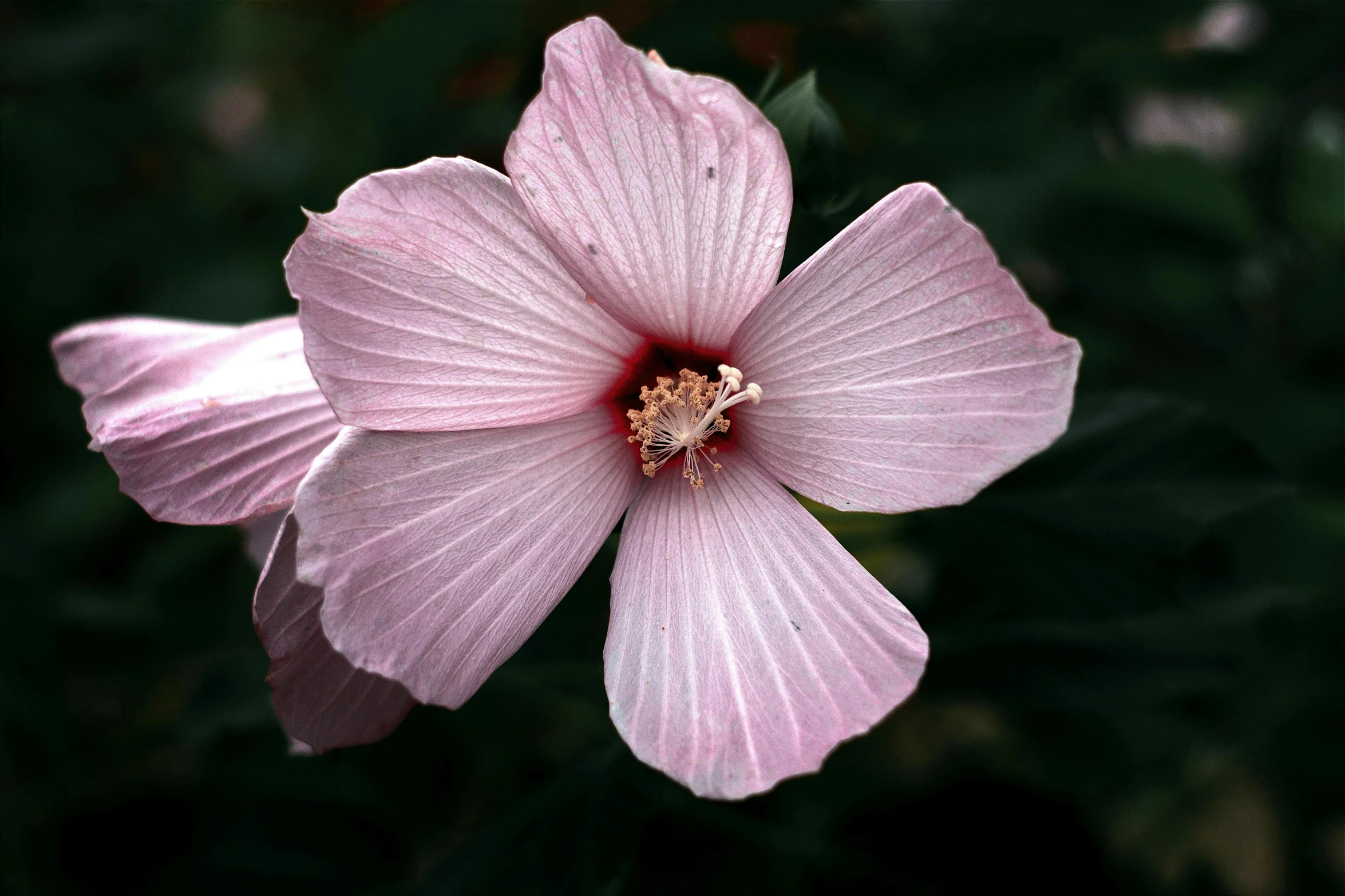 a single pink flower is seen in this image