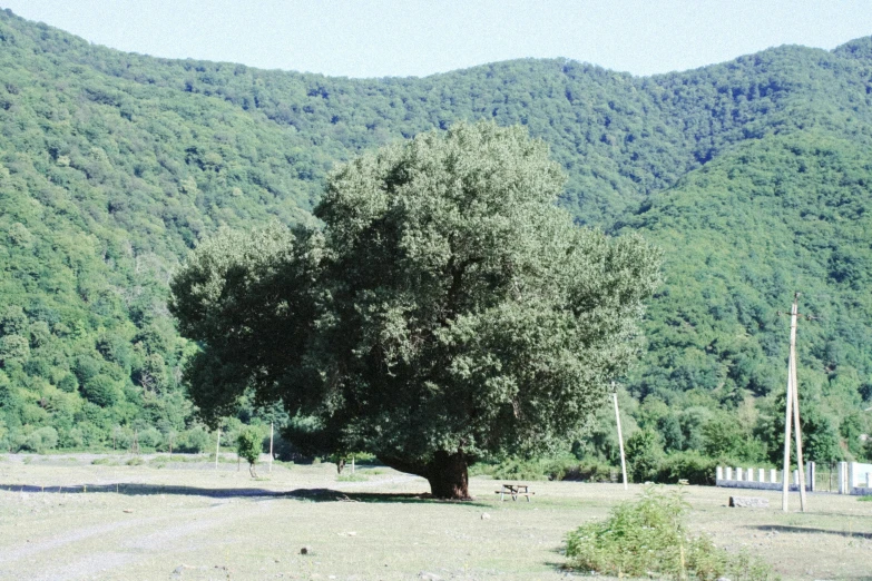 a big green tree in a grassy area near mountains