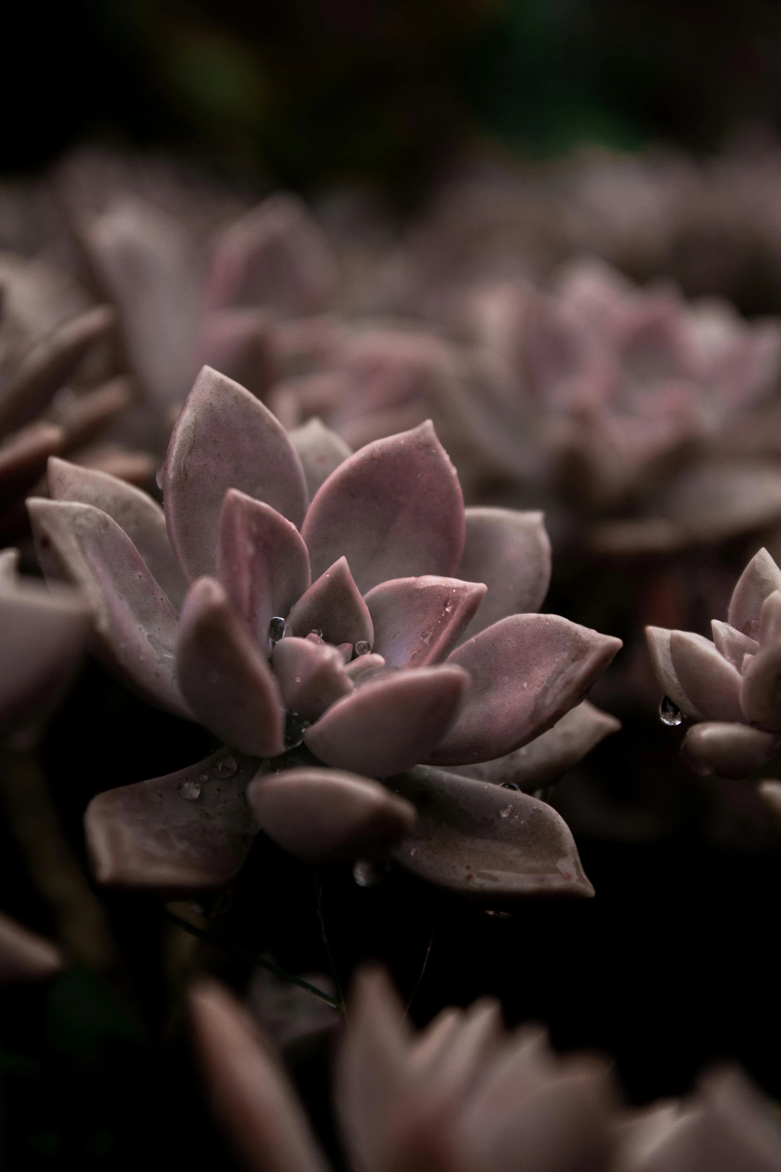 this is a close up picture of some pretty purple plants