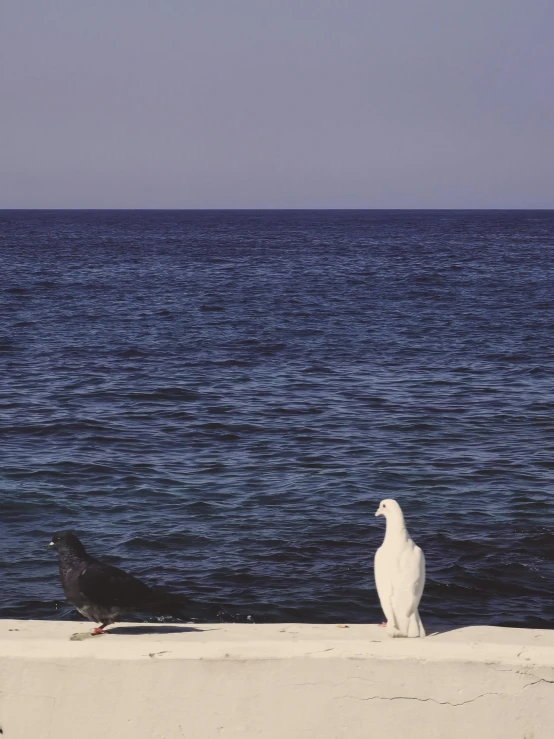 two birds sitting on the side of the ocean