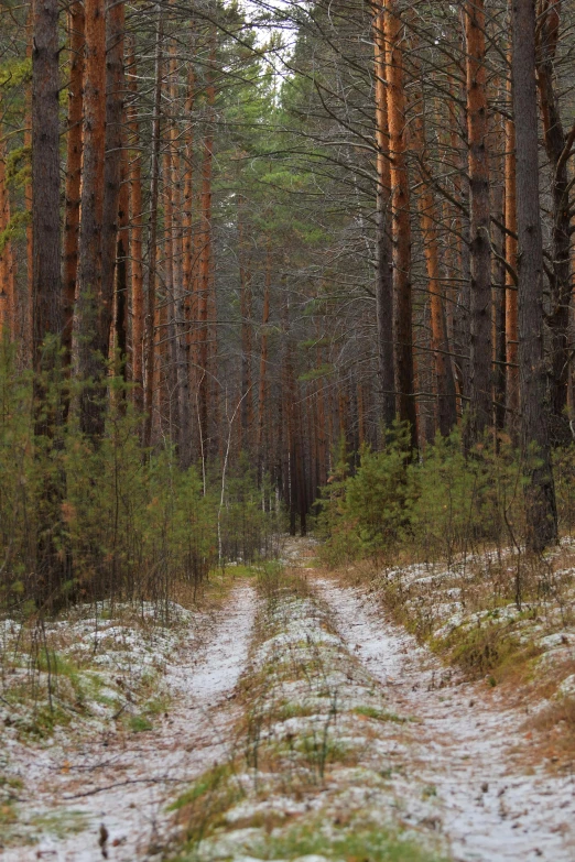 a forest filled with trees and snow covered ground