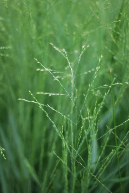 closeup of the stems of tall grass