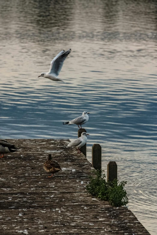 three seagulls are standing on a wooden dock