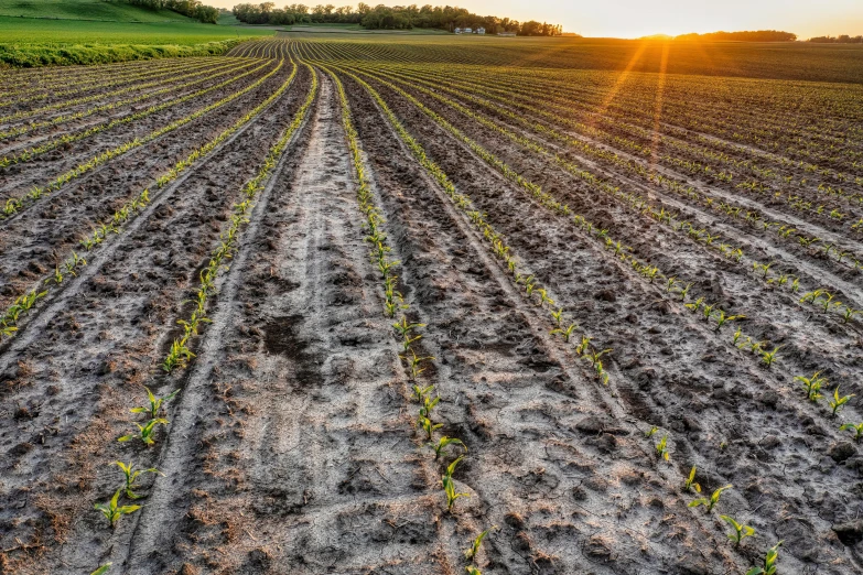 the sun setting on a large soy field