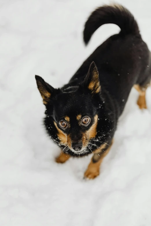 a small dog walking through the snow