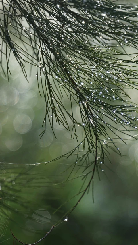 drops of water on leaves on a pine tree