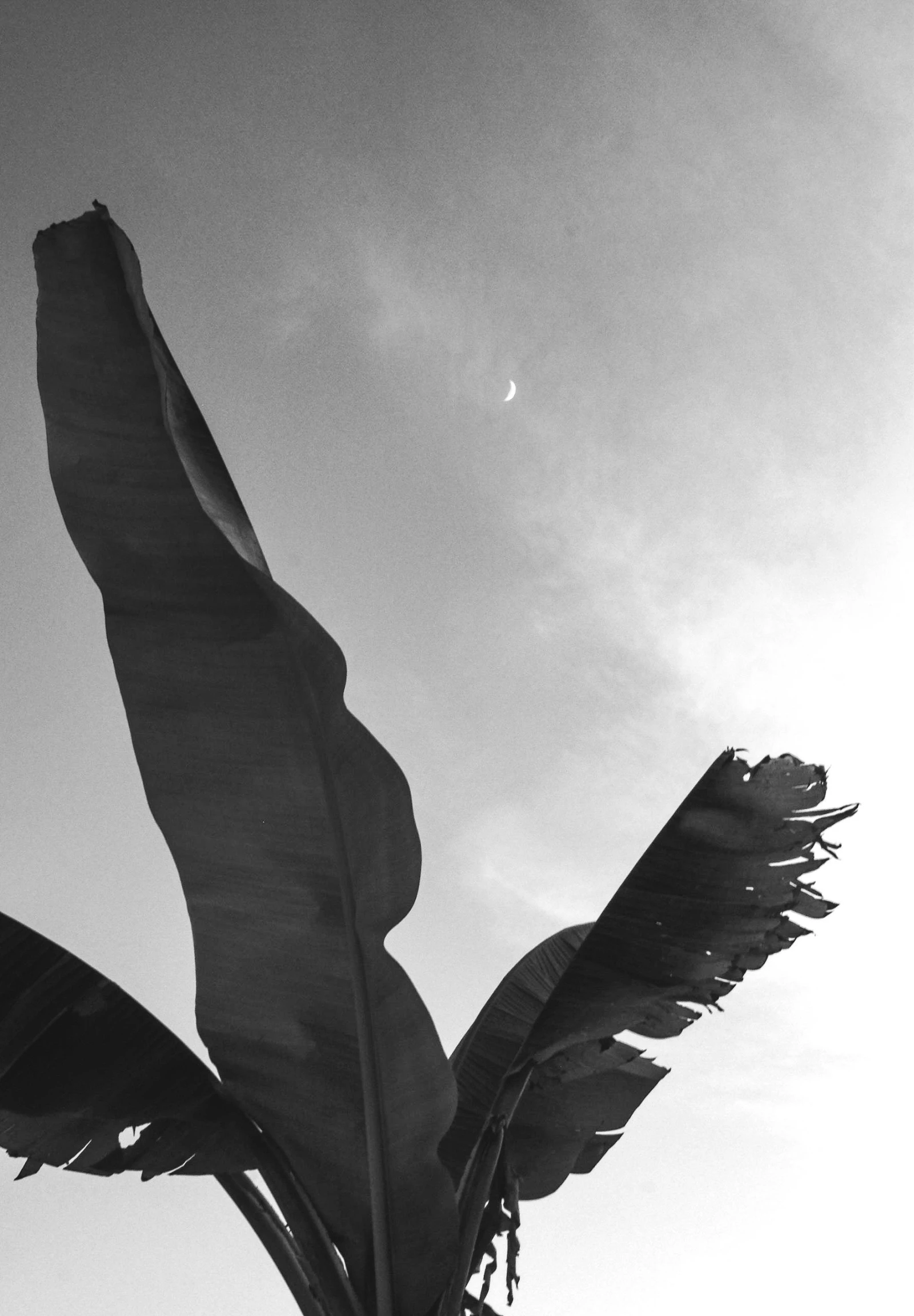 black and white po of a large plant with a half moon in the sky