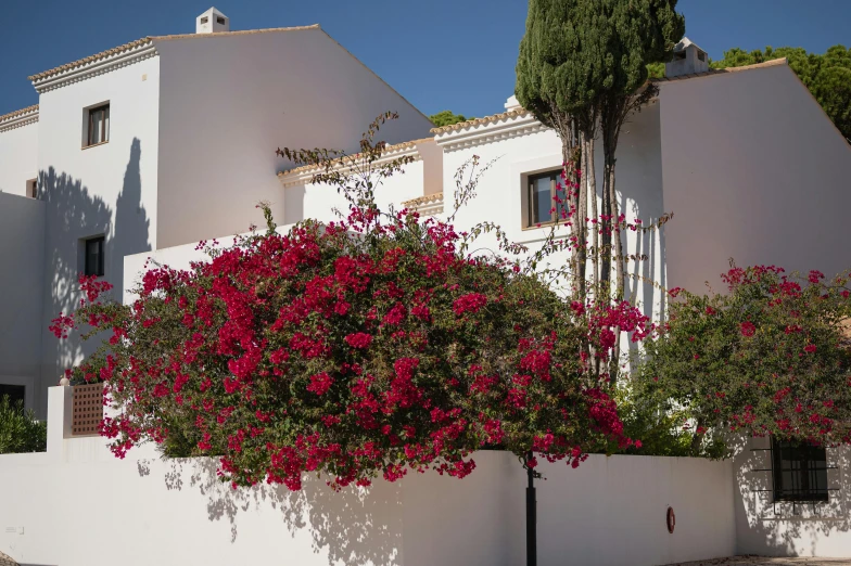 pink flowering tree on a white stucco building