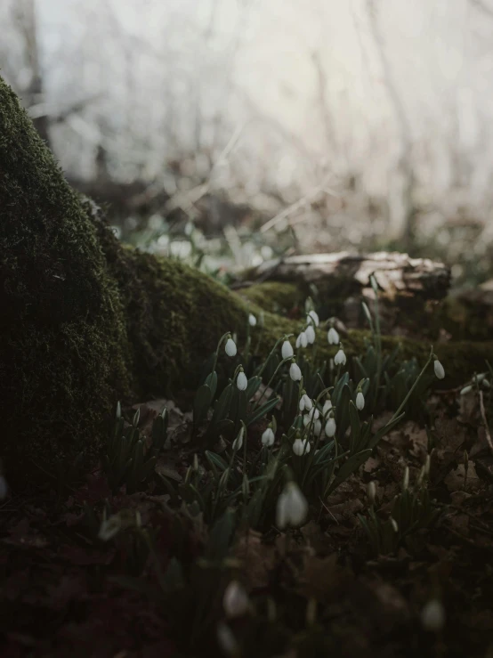 small white flowers grow between moss and nches