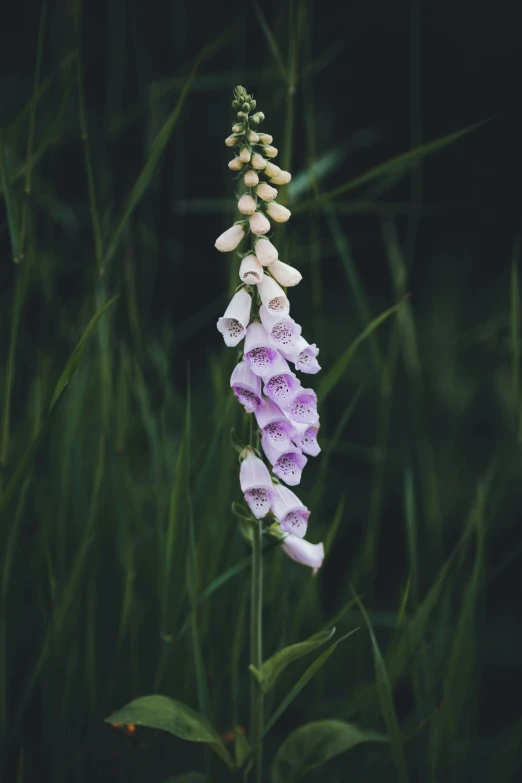 a purple flower that is sitting on the ground