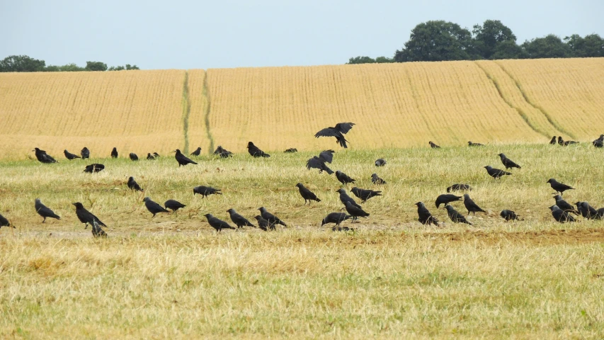 a bunch of birds standing around in a field