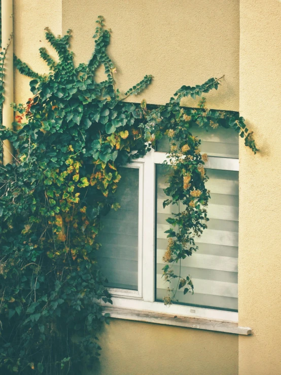 a window with vines hanging on it's side