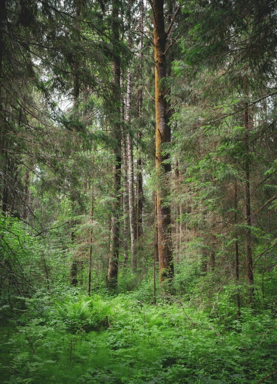 a very lush forest filled with tall green trees