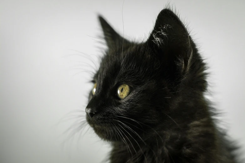 a little black cat with a whisk in his ear