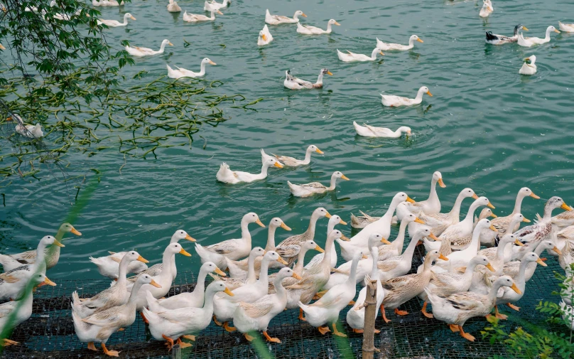 many white ducks and seagulls in the water